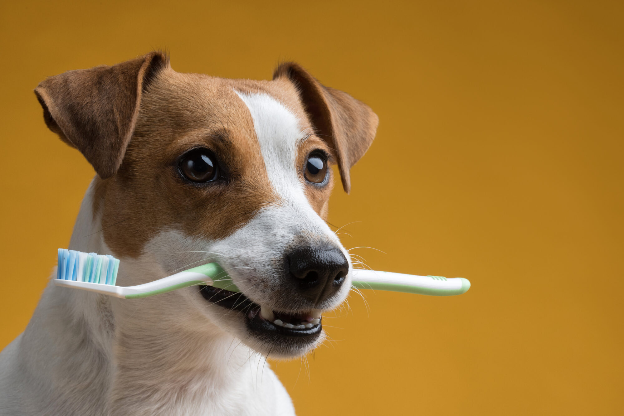 Three Signs Your Pet Might Need a Dental Check Up