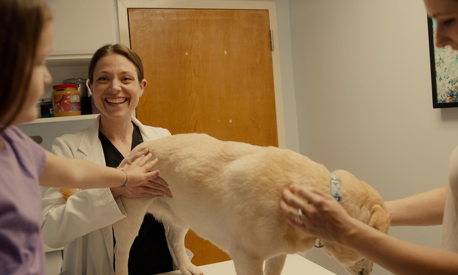 A dog being examined