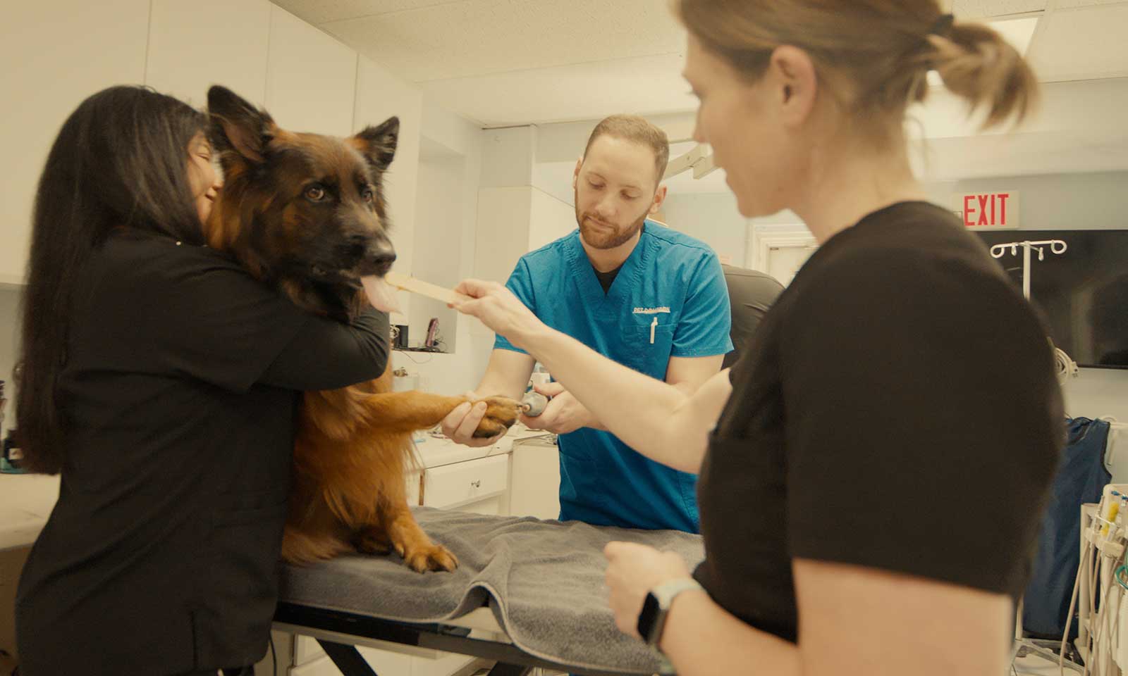 A dog getting a checkup