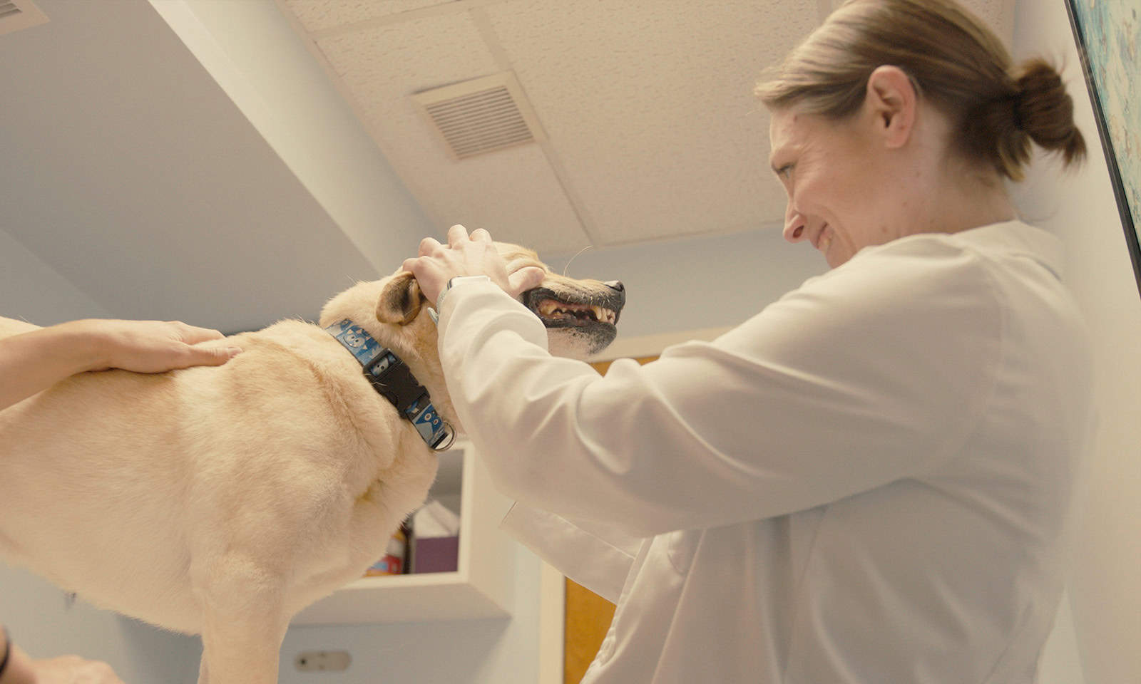 Doctor checking dog's teeth