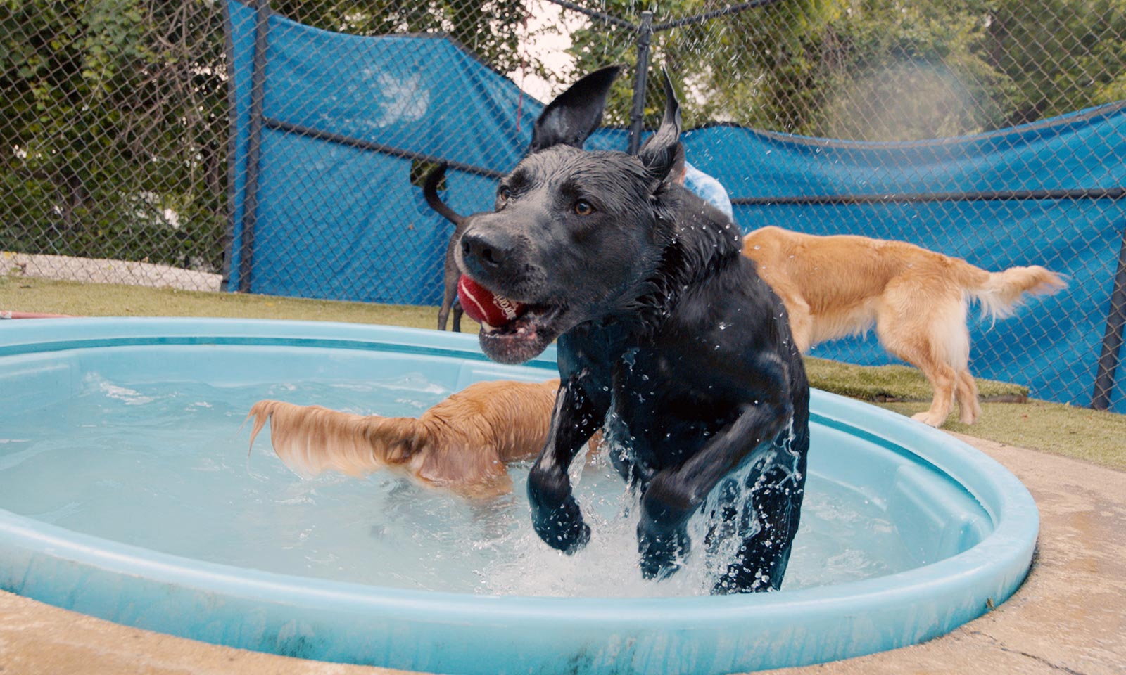 Jumping in the pool