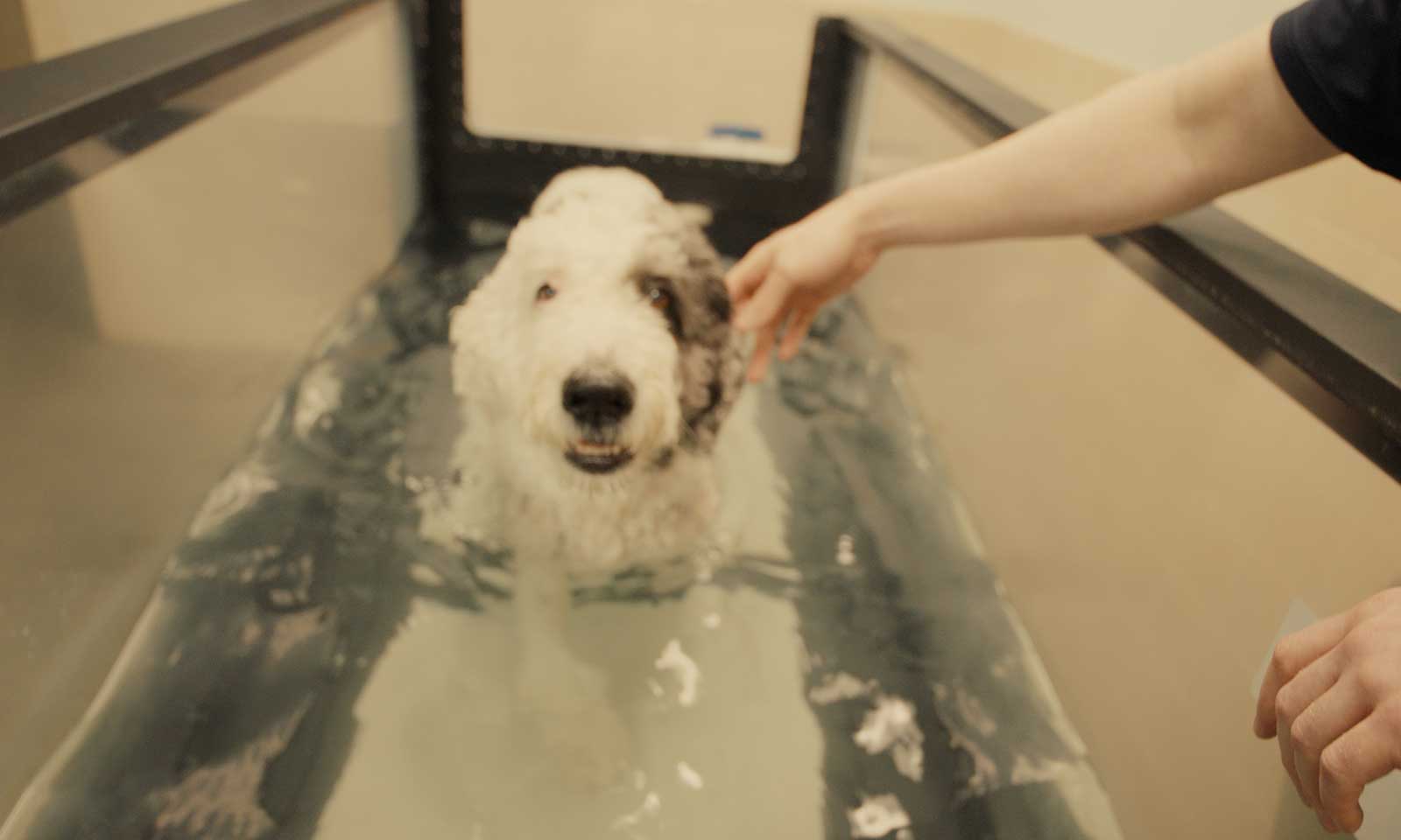 A dog in the water treadmill