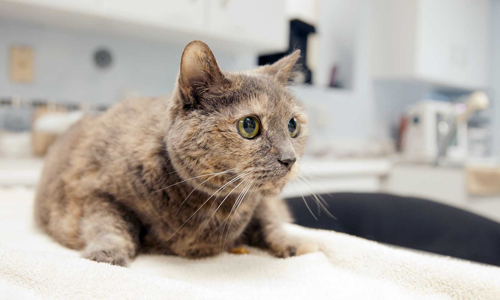 A cat in our treatment room