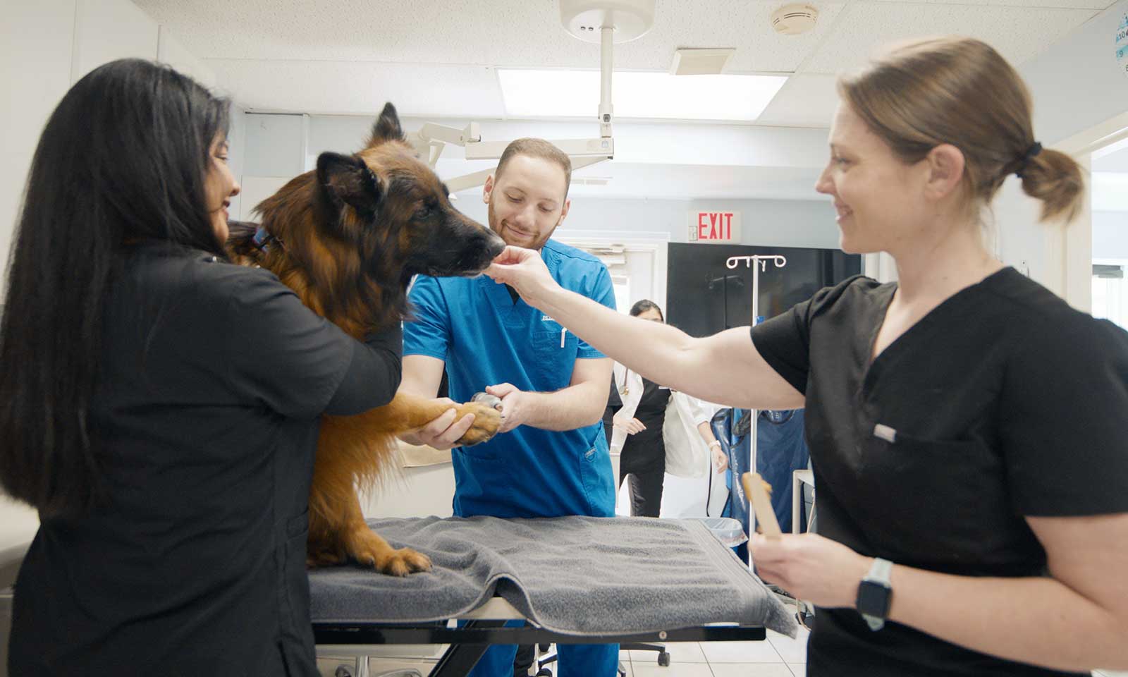 A dog being treated by our team