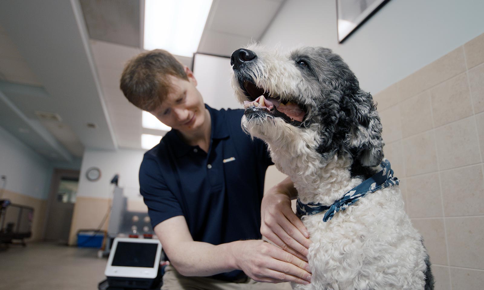 A dog being treated in rehab