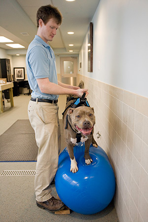 Do Your Pets Love our Healthcare Heroes? - Collingswood Rehabilitation and  Healthcare Center