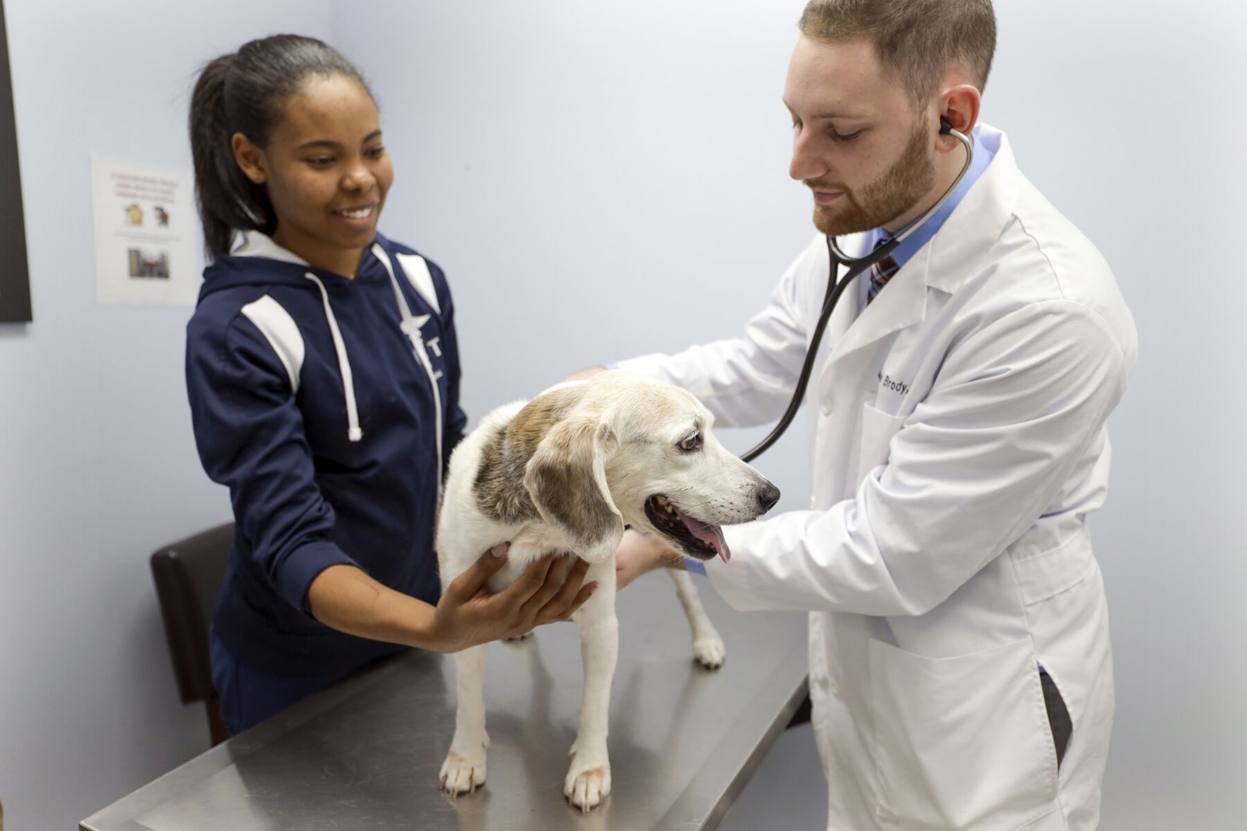 Veterinary Wellness Immunization Pet Dominion