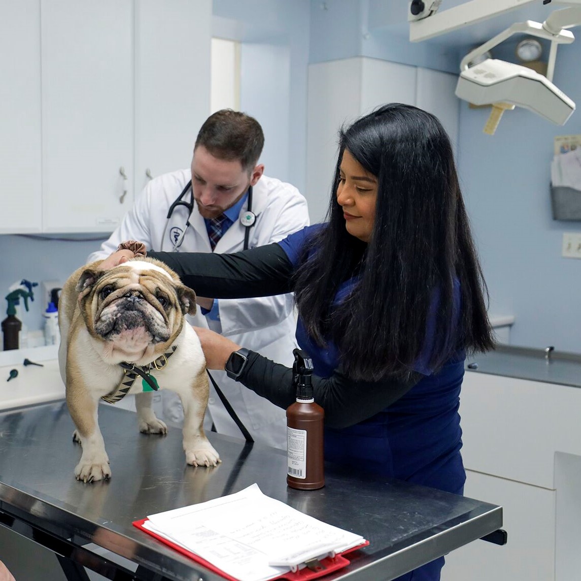 Veterinarian in Rockville MD Pet Dominion